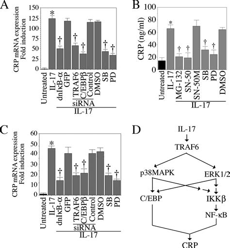 Interleukin 17 Stimulates C Reactive Protein Expression In Hepatocytes