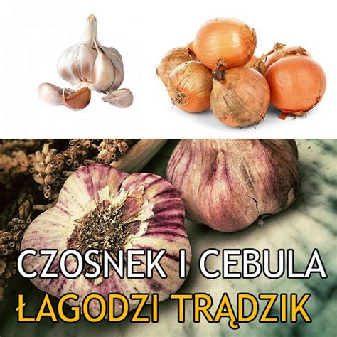 Dolina Zi Czosnek I Cebula Jako Pomoc W Walce Z Tr Dzikiem