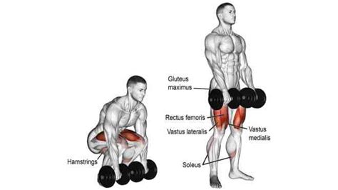 The Ultimate Back And Bicep Dumbbell Workout Guide