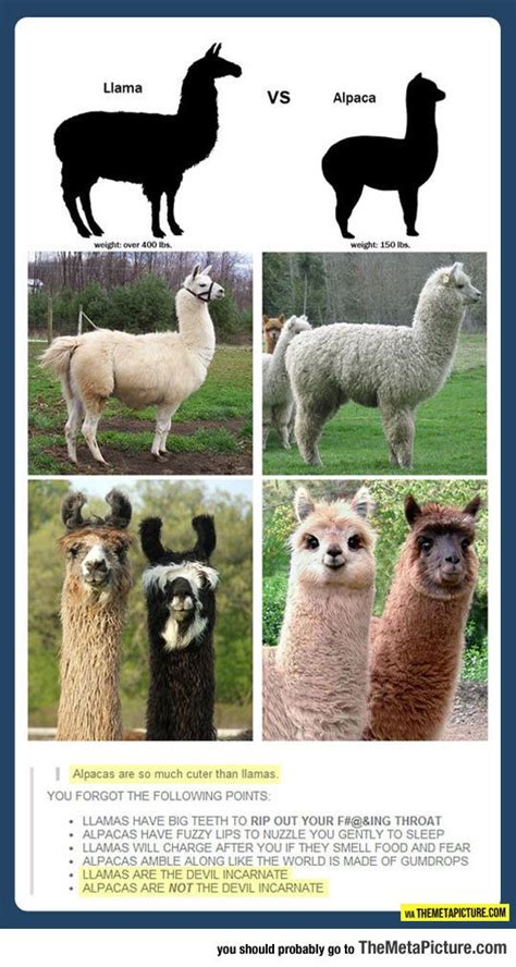 The Difference Between A Llama And An Alpaca Alpacas Animal And