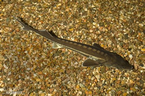 Sterlet Photos, Sterlet Images, Nature Wildlife Pictures | NaturePhoto