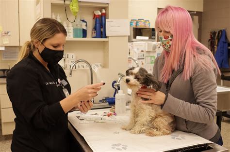 Benefits Of Microchipping Your Pet Michigan Humane