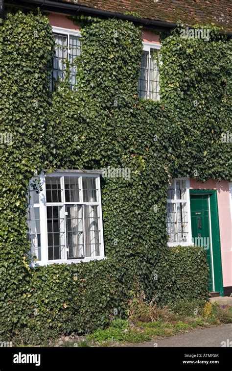 Ivy Covered House Uk Hi Res Stock Photography And Images Alamy