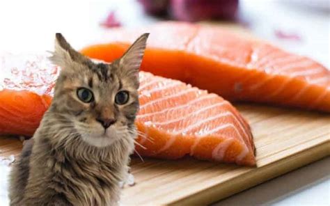 Can Cats Eat Raw Salmon 9 Things You Should Know