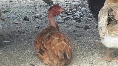 Gallina Cuello Pelado Youtube