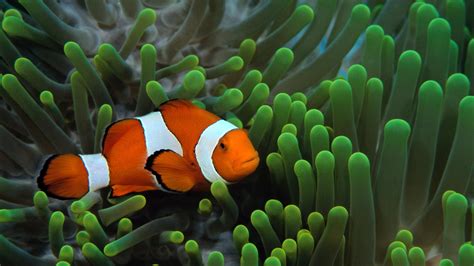 Clownfish Wallpapers - Wallpaper Cave