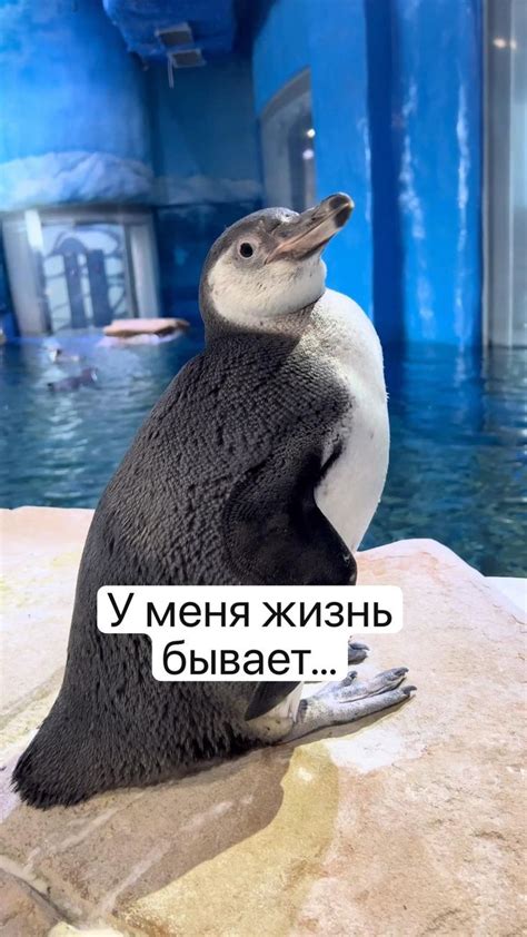 У меня жизнь бывает… #пингвин #пингвины | Домашние животные юмор ...