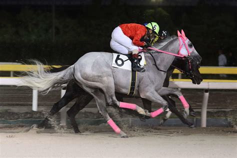 【船橋】13歳引退リッカルド誘導馬へ 南でも関でも 競馬コラム写真ニュース 日刊スポーツ