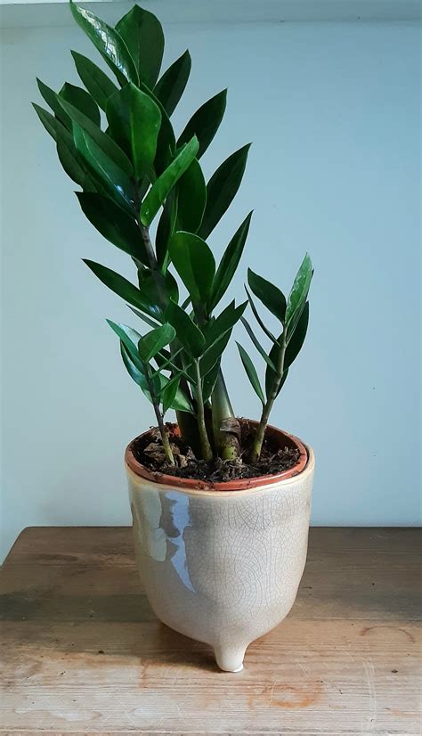 Zamioculcas Zamiifolia Small And Green