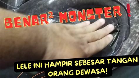 BENAR BENAR MONSTERLELE INI HAMPIR SEUKURAN TANGAN ORANG DEWASA