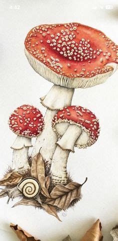 85 ideeën over Nature in 2024 paddestoelen aquarel paddenstoel tekening