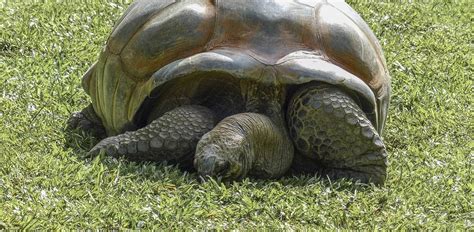 Aldabra Giant Tortoise: Characteristics, Diet, Facts & More [Fact Sheet]