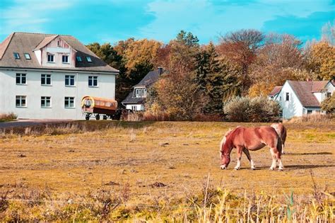 Cavalo No Campo Na Aldeia De Vitte Na Ilha De Hiddensee No Norte Da