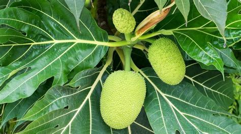 Árbol Del Pan Todo Lo Que Debes Saber Árboles Frutales