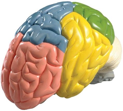 Modelo De Cerebro De Tama O Natural Codificado Por Colores Medical