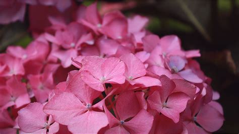 Hortensie Pinke Blume Blüten Kostenloses Foto auf Pixabay Pixabay