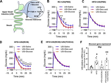 Figure 1 From Small Intestinal Taurochenodeoxycholic Acid Fxr Axis Alters Local Nutrient Sensing