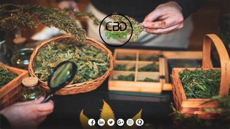 Comment Ouvrir Sa Boutique De Cbd En Un Guide Complet Pour Se