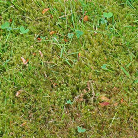 Moss Causes And Control Wills Norfolk Lawns