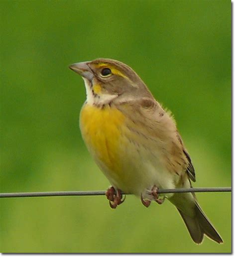 Backyard Bird Cam - female Dickcissel