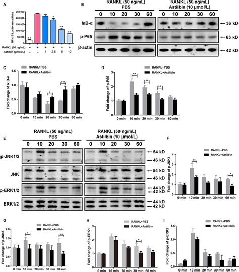 Astilbin Suppresses Rankl‐induced Nf‐κb Activation And Mapk