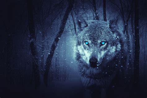 Wolf Eyes Wallpapers - Top Free Wolf Eyes Backgrounds - WallpaperAccess