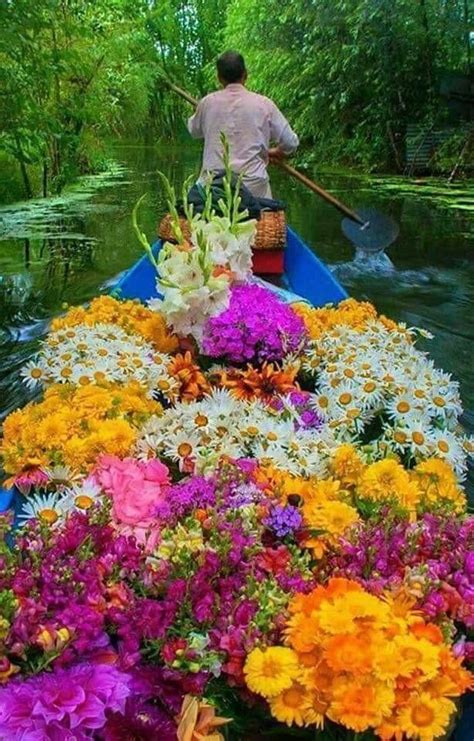 Xochimilco, CDMX Amazing Flowers, Pretty Flowers, Cool Pictures ...