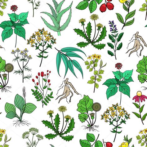 Lista 101 Imagen Dibujos De Plantas Medicinales Con Sus Nombres En Español Alta Definición