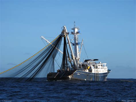 Becoming Certified How Tropical Tuna Purse Seine And Longline