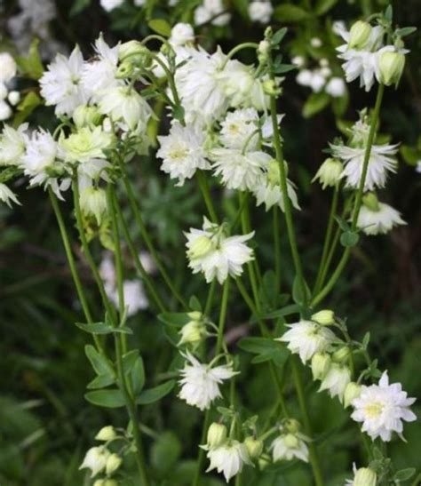 Aquilegia White Barlow
