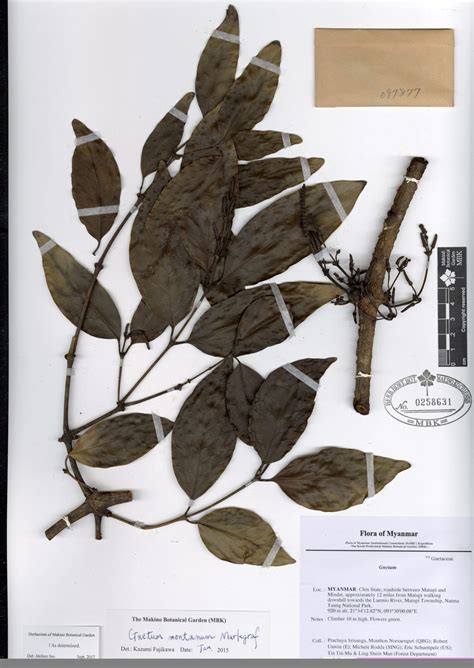 Gnetum Montanum Markgraf Myanmar Vascular Plants Database