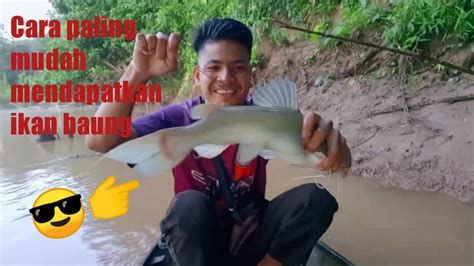 Cara Paling Ampuh Mendapatkan Ikan Baung Dengan Teknik Tajur Youtube