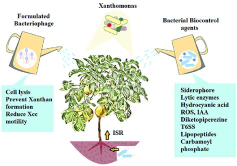 Mechanism Of Action Of Biocontrol Agents In Controlling Canker