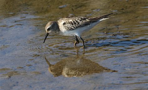 Angostura Pt Ii Bairds Sandpiper Birds For Beer