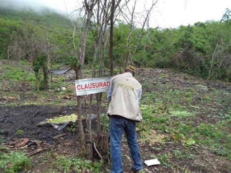 Clausura Profepa Predios Por Da Os A Vegetaci N Forestal En