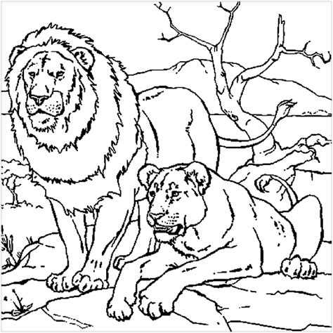 Free Printable Lion Coloring Pages