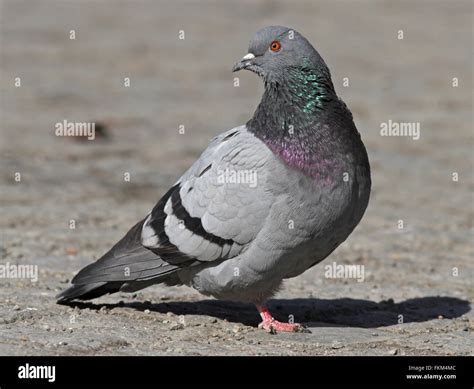 Domestic Pigeon Hi Res Stock Photography And Images Alamy