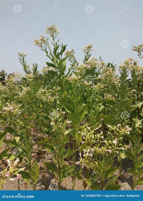 View of a Tobacco Tree Plantation with Flowers Stock Photo - Image of ...