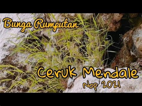 CERUK MENDALE BUNGA RUMPUTAN KEBAYAKAN TAKENGON YouTube