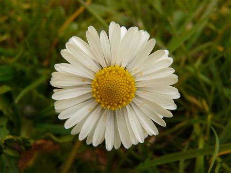 Kostenlose Foto Gras Wei Feld Wiese Blume Bl Tenblatt