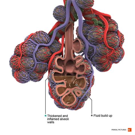 How does smoking affect your anatomy and physiology?