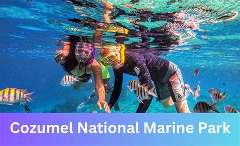 Exploring The Wonders Of Cozumel National Marine Park A Snorkeling Adventure With Lunch Start