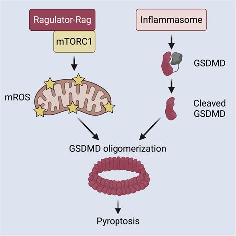 Control Of Gasdermin D Oligomerization And Pyroptosis By The Ragulator