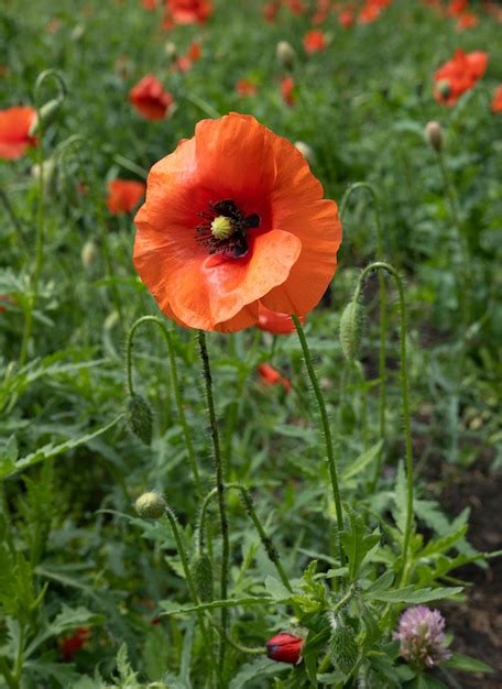 Premium Photo | Red poppy in the poppy field