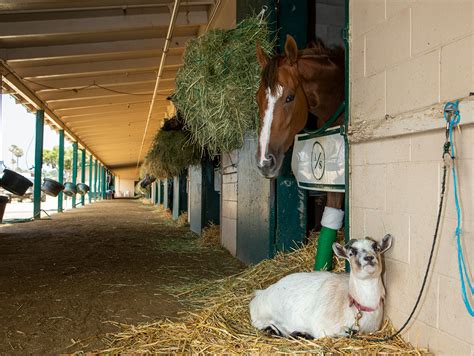 Goats And Horses A Pairing That Works Well At The Racetrack