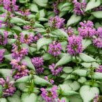 Astilbe X Arendsii Bridal Veil White Flower Farm