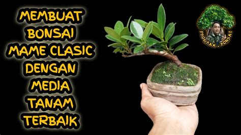 Cara Membuat Bonsai Beringin Dolar Korea Mame Youtube