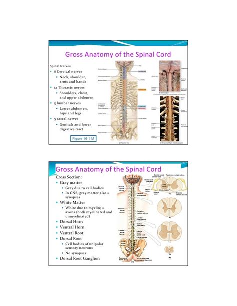 Cns Anatomy Slides