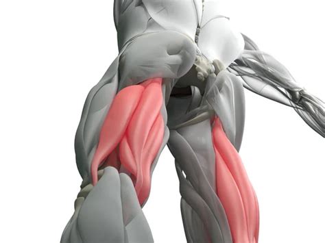 Hamstring Anatomy Stock Photos Royalty Free Hamstring Anatomy Images