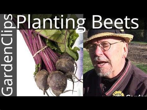 Best Tips For Planting Beets Improve Germination Of Your Beet Seeds